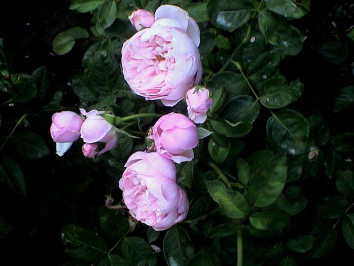 TIMPUL ROZELOR (386)