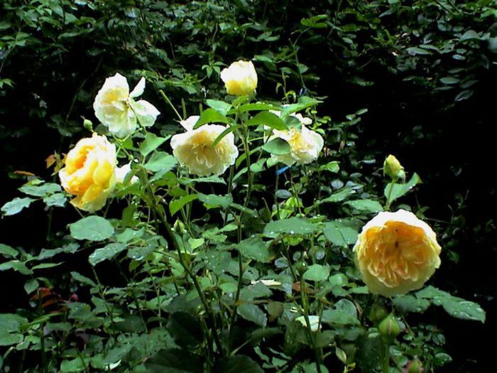 TIMPUL ROZELOR (390)