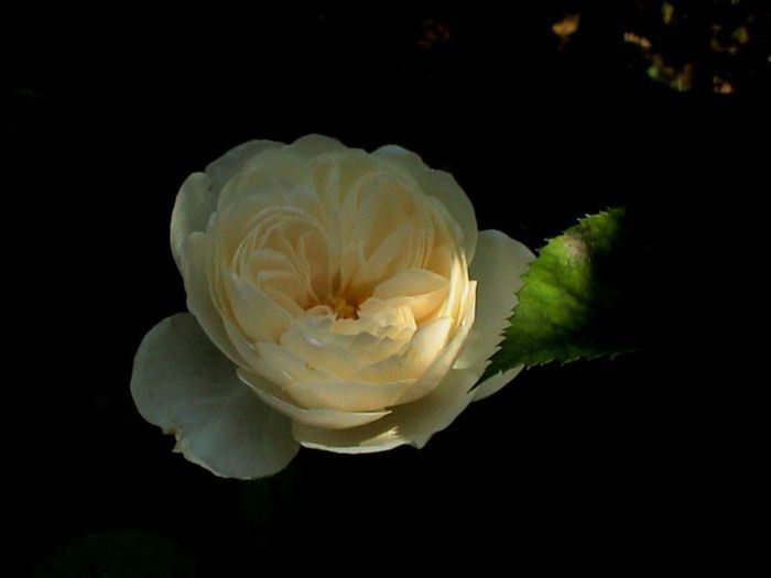 TIMPUL ROZELOR (392)