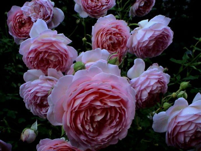 TIMPUL ROZELOR (396)