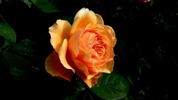 TIMPUL ROZELOR (397)