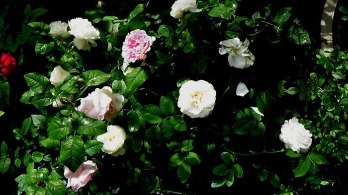 TIMPUL ROZELOR (398)