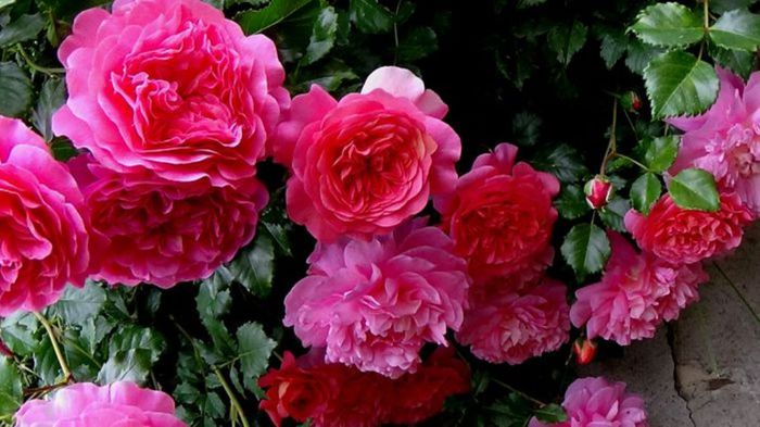 TIMPUL ROZELOR (399)