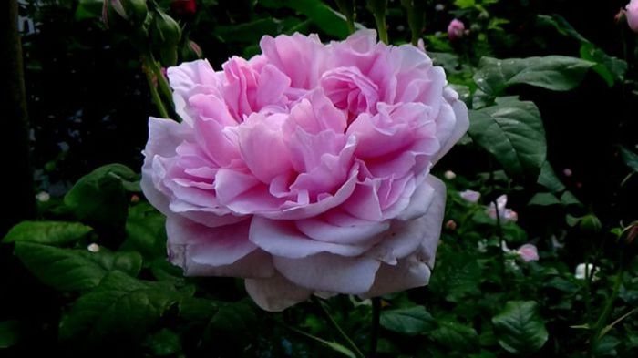 TIMPUL ROZELOR (400)