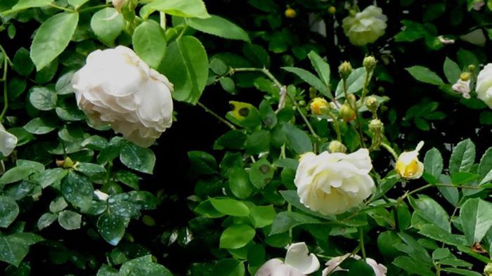 TIMPUL ROZELOR (401)