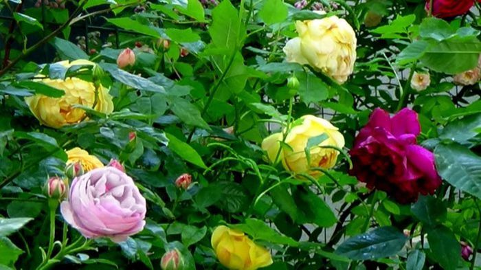 TIMPUL ROZELOR (402)