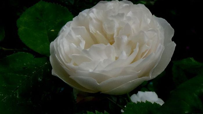 TIMPUL ROZELOR (403)