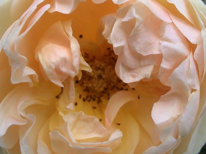 TIMPUL ROZELOR (404)