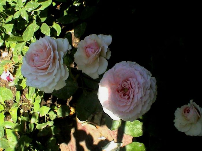 TIMPUL ROZELOR (408)