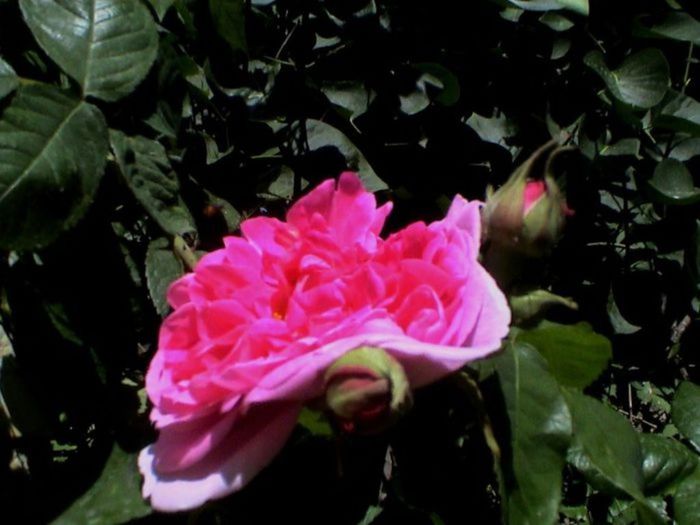 TIMPUL ROZELOR (411)