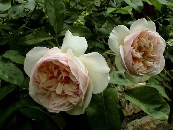 TIMPUL ROZELOR (413)