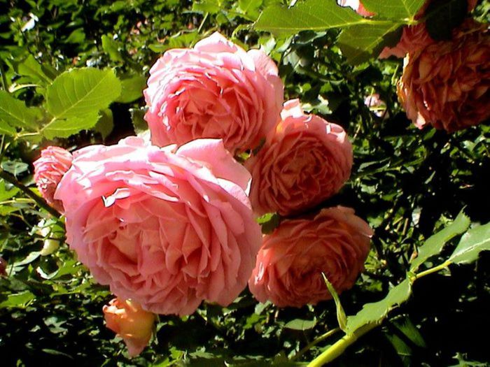 TIMPUL ROZELOR (417)