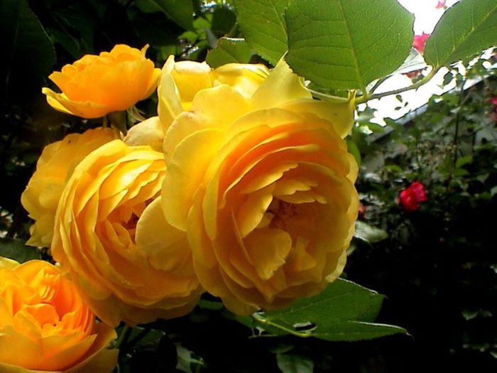 TIMPUL ROZELOR (418)