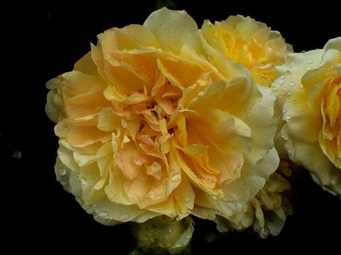 TIMPUL ROZELOR (420)