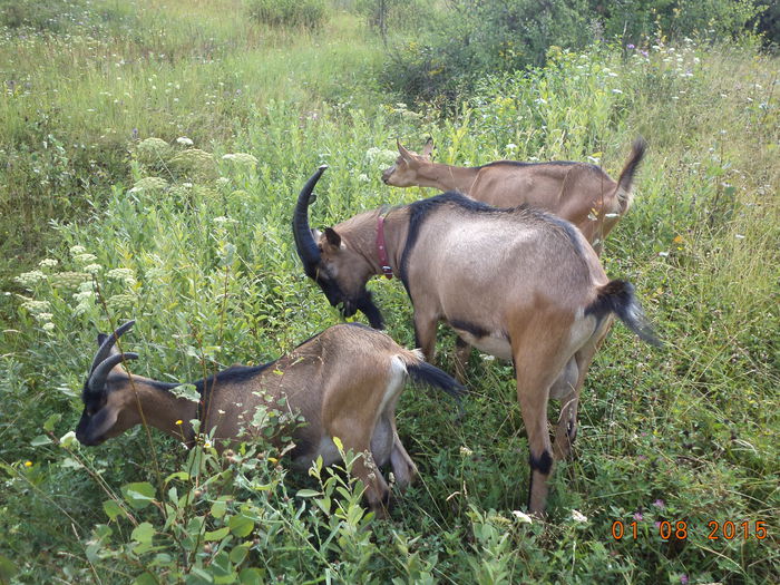 Aici e de ele la frunze-1