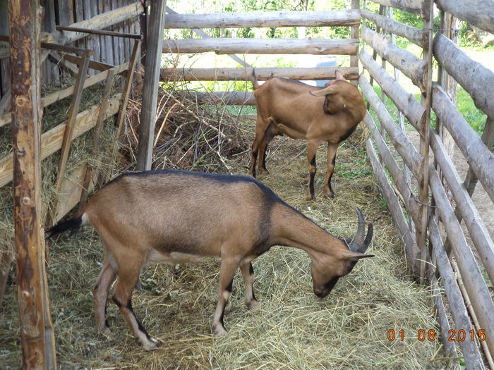 Alpinele in spatele grajdului-7