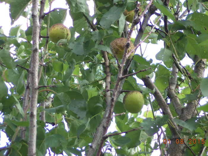 Caisele incep sa se coaca