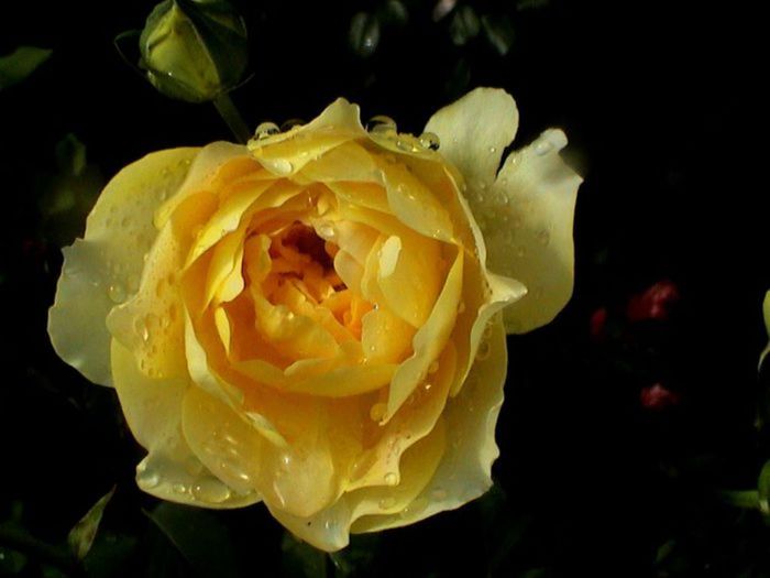 TIMPUL ROZELOR (421)