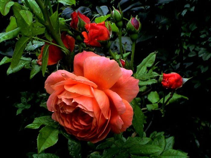 TIMPUL ROZELOR (426)