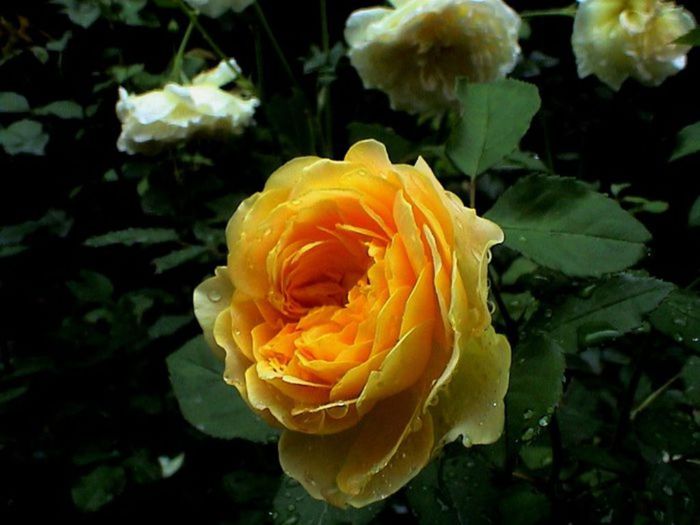 TIMPUL ROZELOR (427)