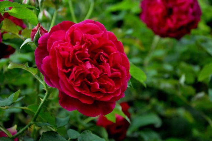 TIMPUL ROZELOR (428)