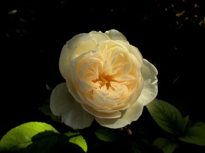 TIMPUL ROZELOR (429)