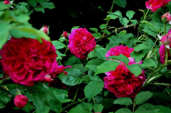 TIMPUL ROZELOR (430)