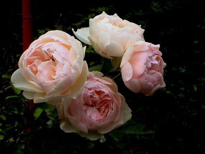 TIMPUL ROZELOR (431)