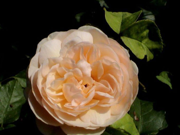 TIMPUL ROZELOR (432)