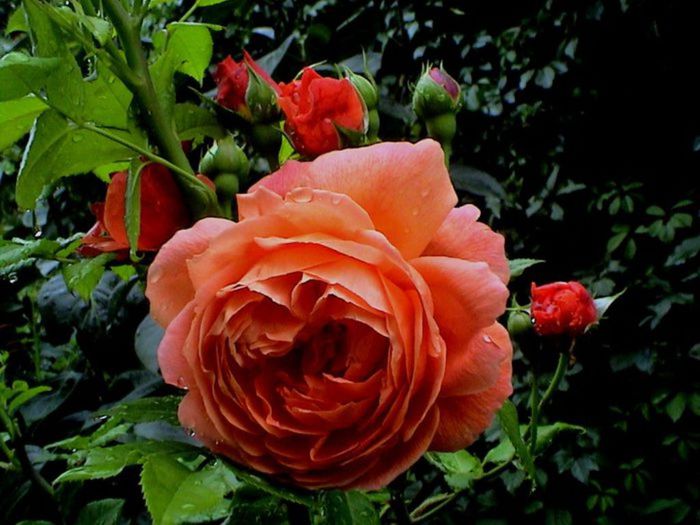 TIMPUL ROZELOR (463)