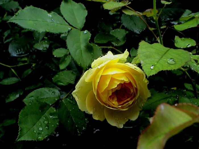 TIMPUL ROZELOR (464)