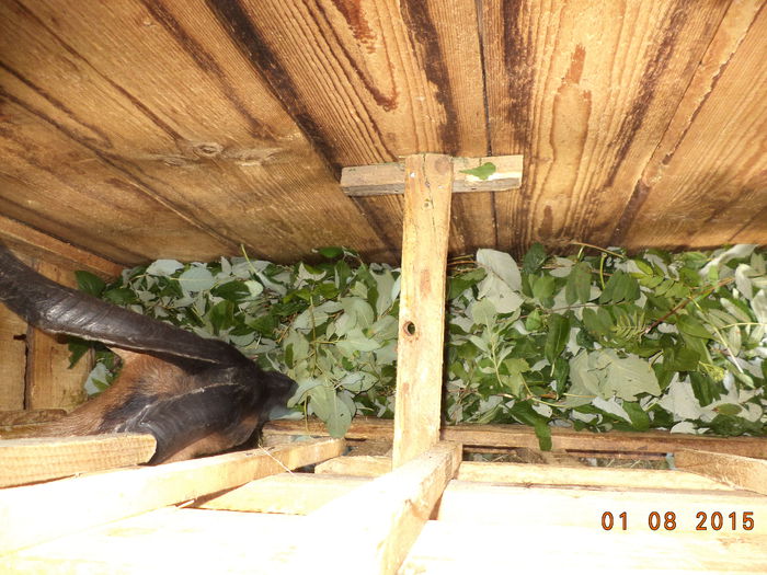 Cezar are frunze la discretie