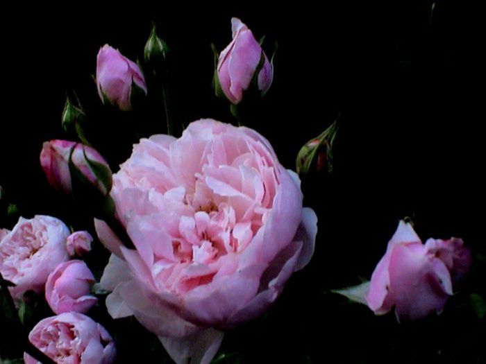TIMPUL ROZELOR (497)
