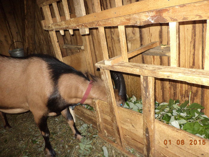 Cezar are frunze la masa