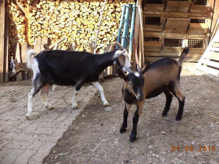 Cezara a mai crescut