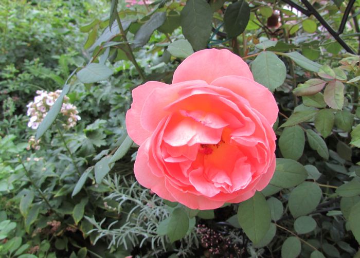 31 iulie, Lady Emma Hamilton - 2015 trandafiri -V