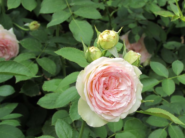 Eden Rose - 2015 trandafiri -V