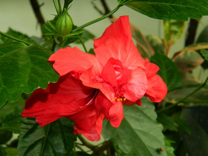 DSCN3677 - 2015_AUGUST