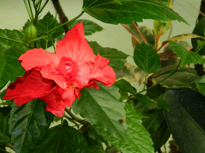 DSCN3678 - 2015_AUGUST