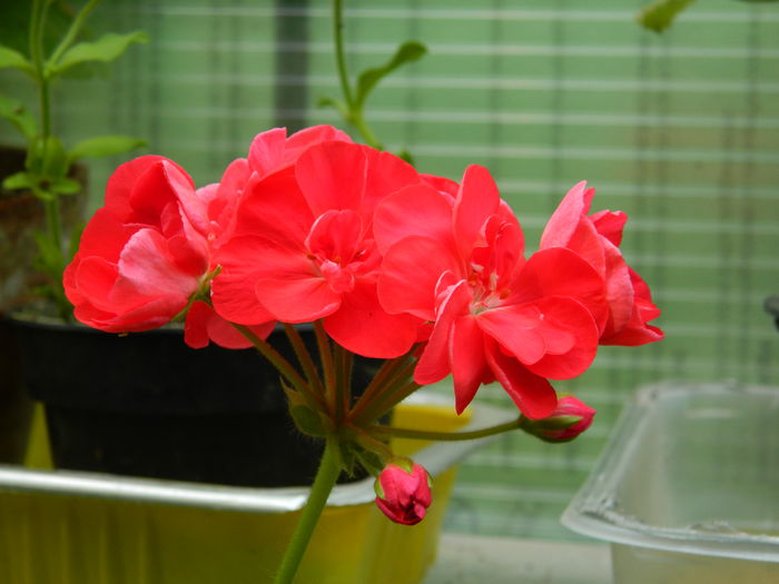 DSCN3679 - 2015_AUGUST