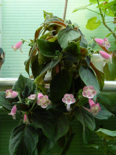 DSCN3681 - 2015_AUGUST