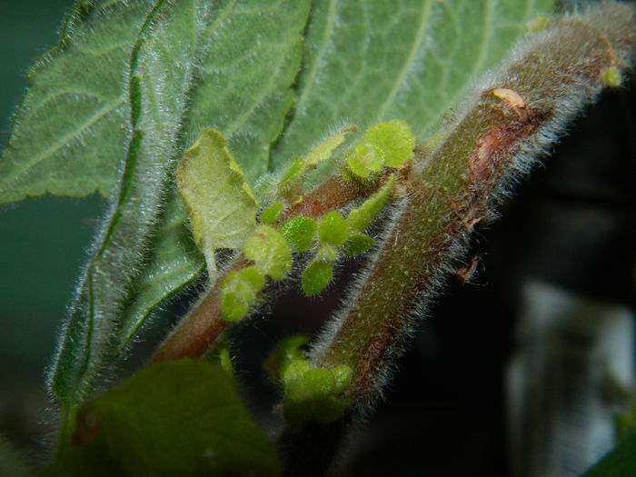 DSCN3684 - 2015_AUGUST