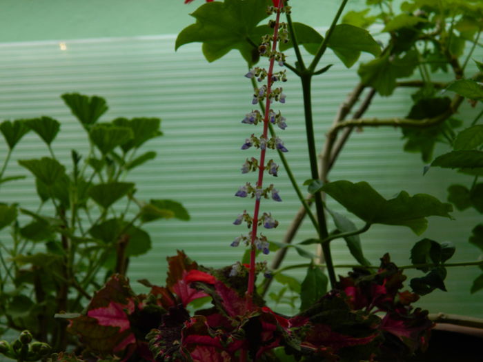 DSCN3685 - 2015_AUGUST