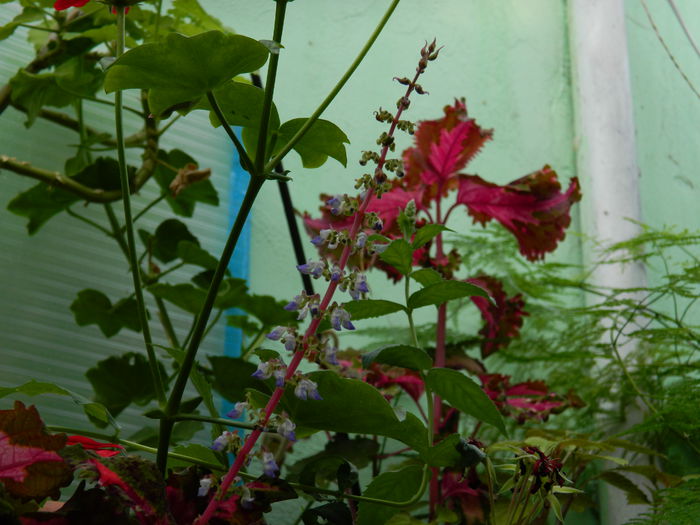 DSCN3686 - 2015_AUGUST