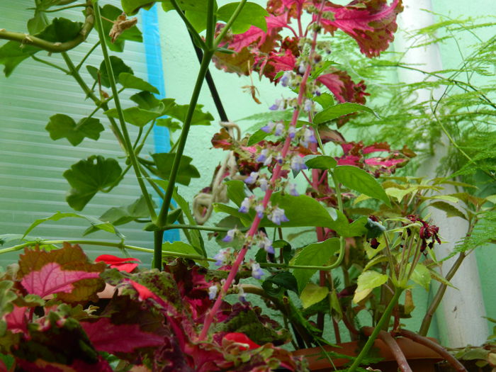 DSCN3687 - 2015_AUGUST