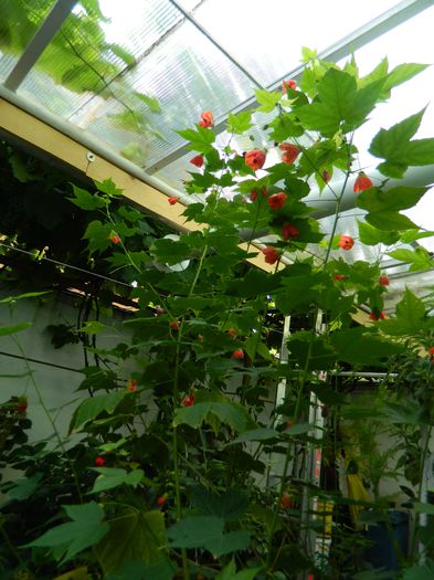 DSCN3694 - 2015_AUGUST