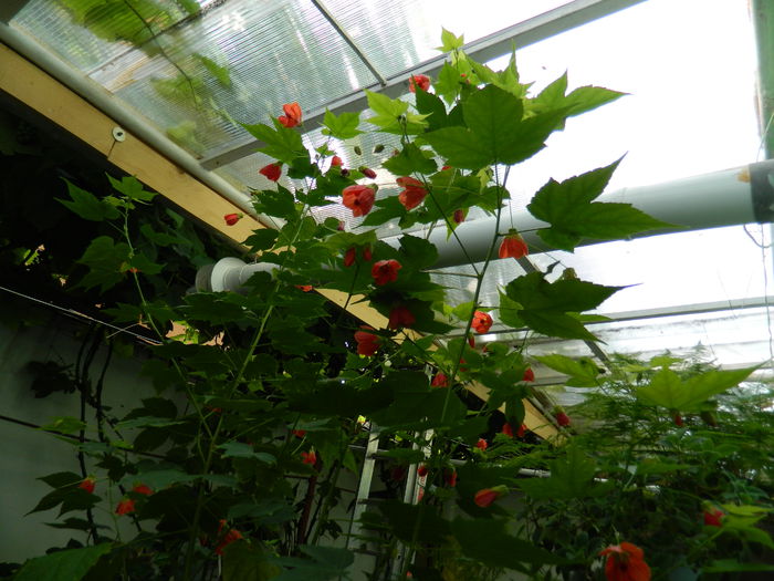 DSCN3695 - 2015_AUGUST