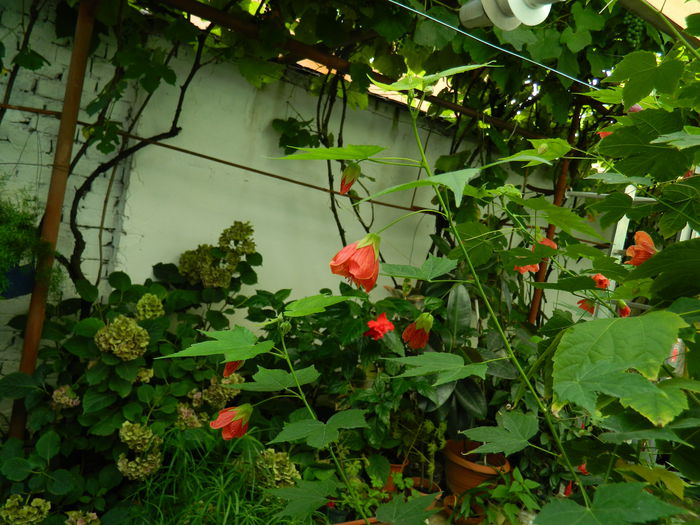 DSCN3696 - 2015_AUGUST