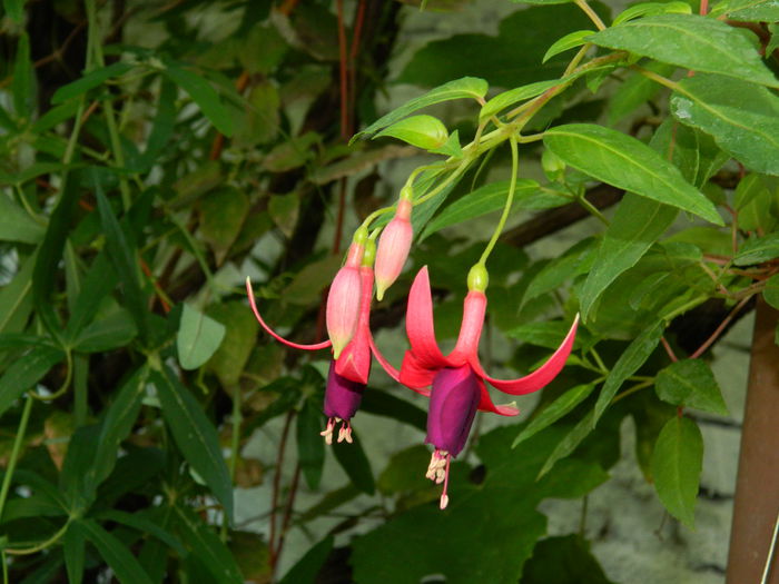 DSCN3702 - 2015_AUGUST