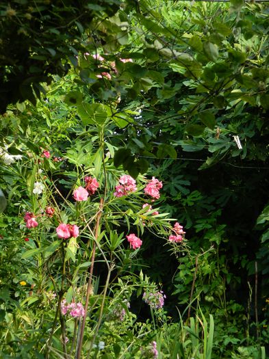 DSCN3704 - 2015_AUGUST